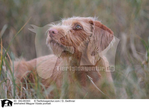 Drahthaarvizsla Portrait / wirehaired Magyar Vizsla portrait / DG-06393