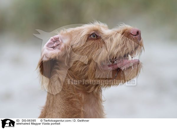 Drahthaarvizsla Portrait / wirehaired Magyar Vizsla portrait / DG-06395