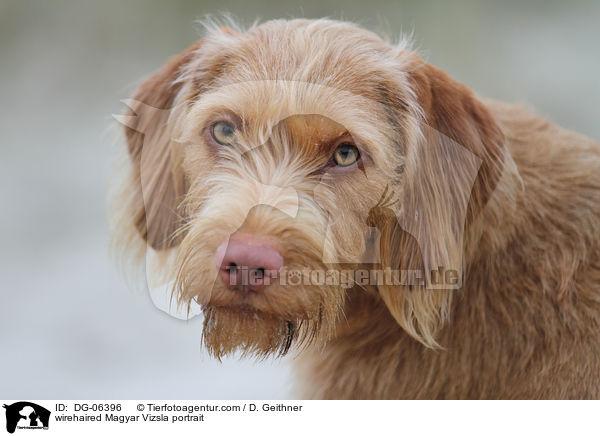 Drahthaarvizsla Portrait / wirehaired Magyar Vizsla portrait / DG-06396