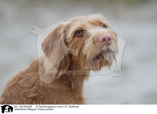 Drahthaarvizsla Portrait / wirehaired Magyar Vizsla portrait / DG-06398