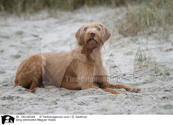 liegender Drahthaarvizsla / lying wirehaired Magyar Vizsla / DG-06399