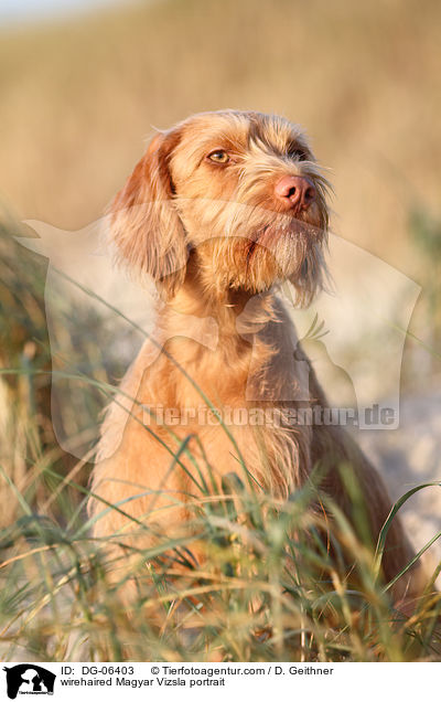 Drahthaarvizsla Portrait / wirehaired Magyar Vizsla portrait / DG-06403