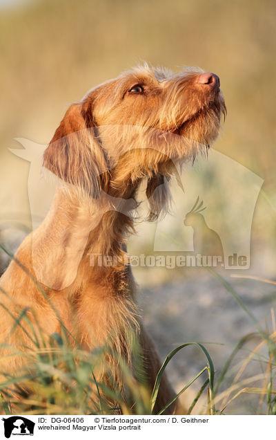 Drahthaarvizsla Portrait / wirehaired Magyar Vizsla portrait / DG-06406