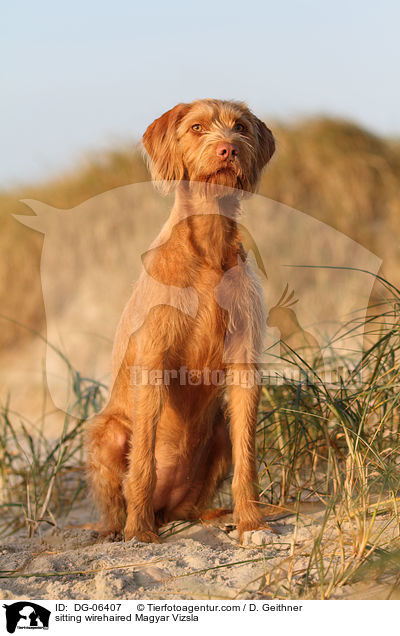 sitzender Drahthaarvizsla / sitting wirehaired Magyar Vizsla / DG-06407