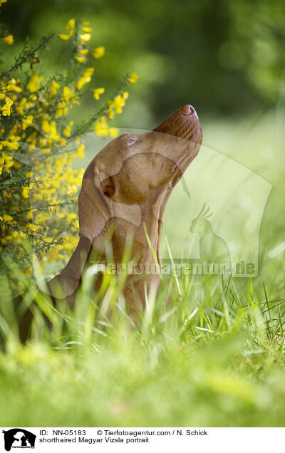 Kurzhaarvizsla Portrait / shorthaired Magyar Vizsla portrait / NN-05183