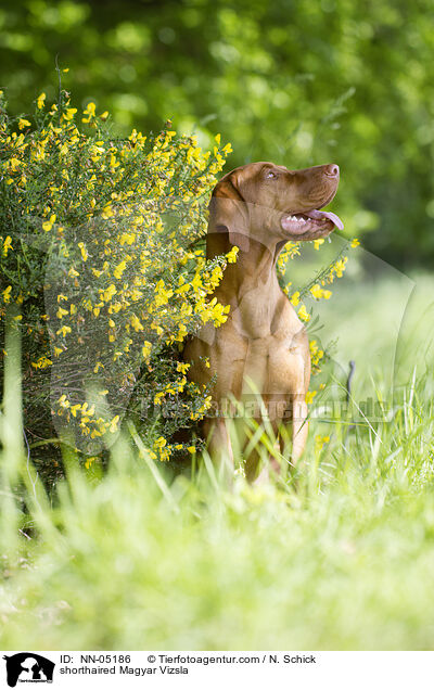 sitzender Kurzhaarvizsla / shorthaired Magyar Vizsla / NN-05186