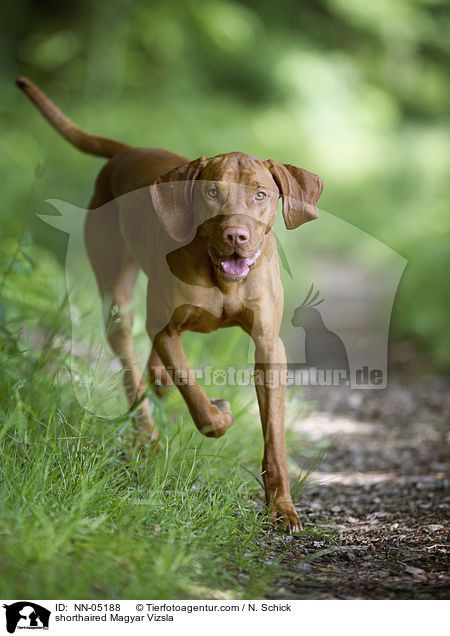 shorthaired Magyar Vizsla / NN-05188