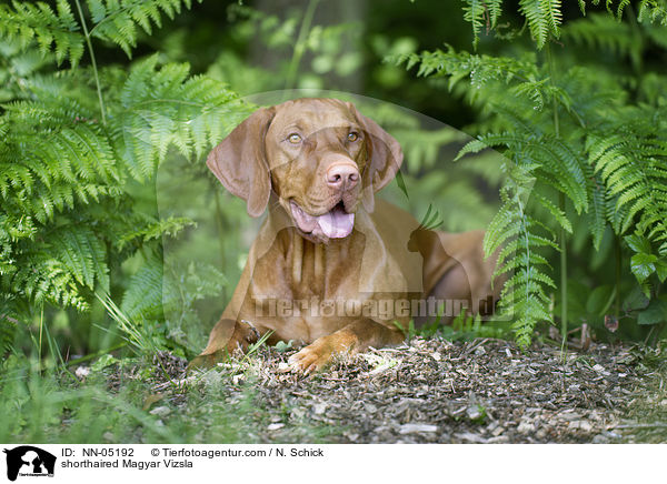 liegender Kurzhaarvizsla / shorthaired Magyar Vizsla / NN-05192