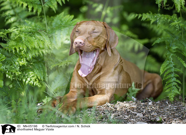 liegender Kurzhaarvizsla / shorthaired Magyar Vizsla / NN-05196