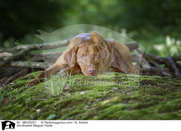 liegender Kurzhaarvizsla / shorthaired Magyar Vizsla / NN-05201