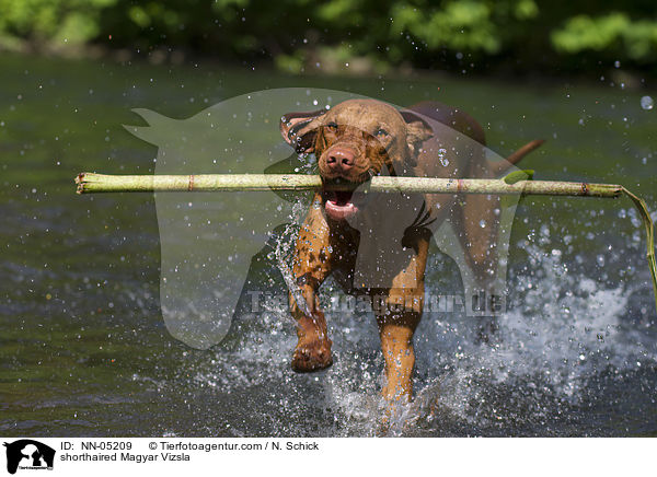 spielender Kurzhaarvizsla / shorthaired Magyar Vizsla / NN-05209