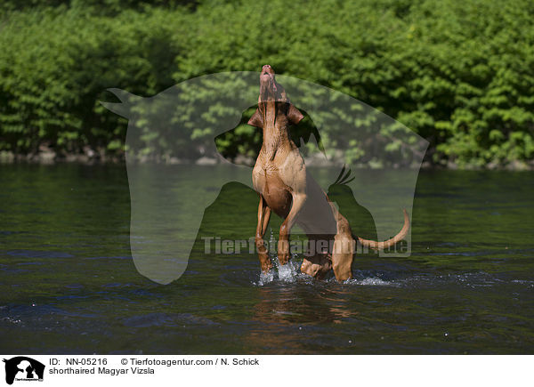 shorthaired Magyar Vizsla / NN-05216