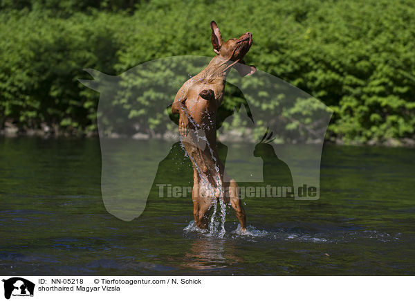 shorthaired Magyar Vizsla / NN-05218