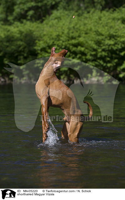 spielender Kurzhaarvizsla / shorthaired Magyar Vizsla / NN-05220