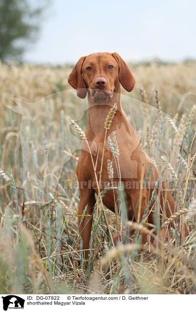 sitzender Kurzhaarvizsla / shorthaired Magyar Vizsla / DG-07822