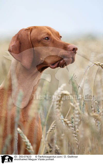 Kurzhaarvizsla Portrait / shorthaired Magyar Vizsla portrait / DG-07823