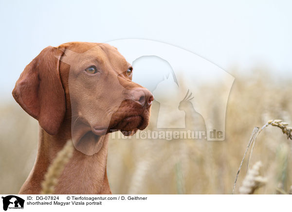 shorthaired Magyar Vizsla portrait / DG-07824