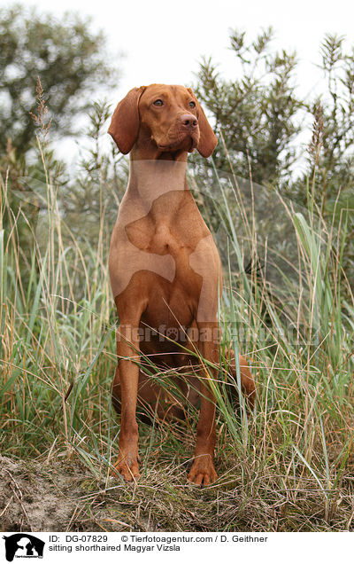 sitzender Kurzhaarvizsla / sitting shorthaired Magyar Vizsla / DG-07829