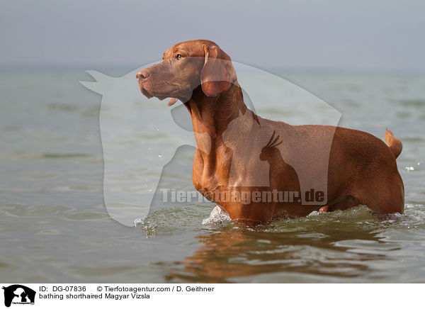 bathing shorthaired Magyar Vizsla / DG-07836