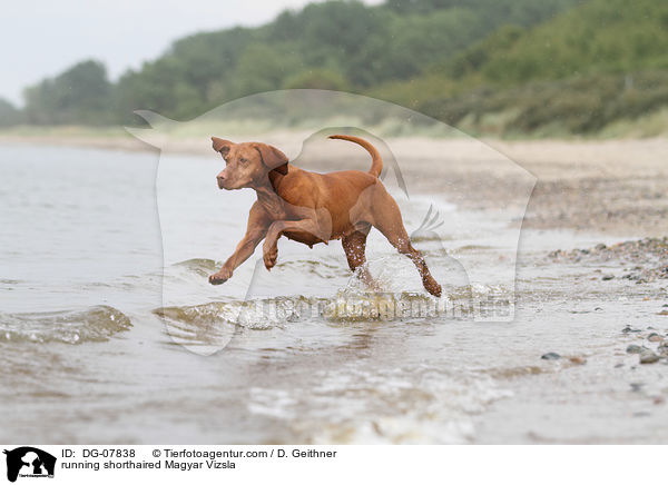 rennender Kurzhaarvizsla / running shorthaired Magyar Vizsla / DG-07838