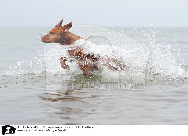 running shorthaired Magyar Vizsla / DG-07842