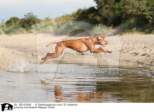 jumping shorthaired Magyar Vizsla / DG-07845