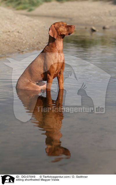 sitting shorthaired Magyar Vizsla / DG-07849