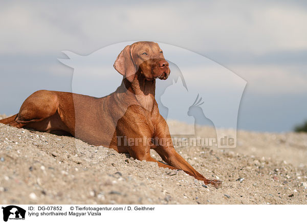 liegender Kurzhaarvizsla / lying shorthaired Magyar Vizsla / DG-07852