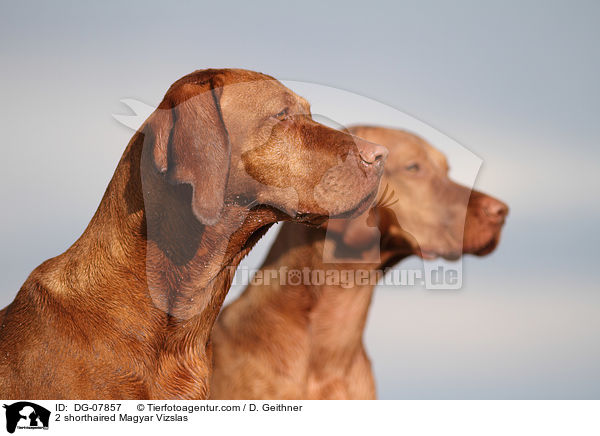 2 shorthaired Magyar Vizslas / DG-07857