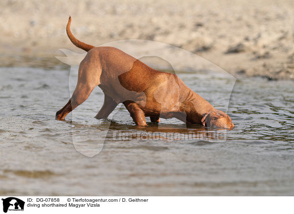 diving shorthaired Magyar Vizsla / DG-07858