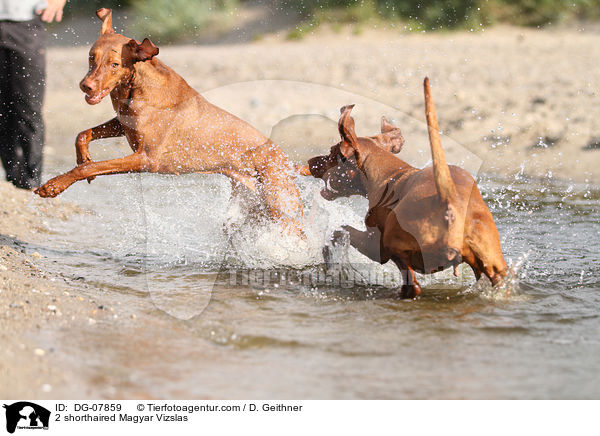 2 shorthaired Magyar Vizslas / DG-07859