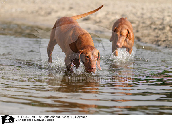 2 shorthaired Magyar Vizslas / DG-07860