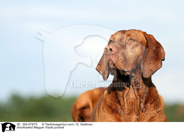 shorthaired Magyar Vizsla portrait / DG-07870