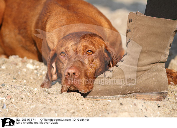 lying shorthaired Magyar Vizsla / DG-07871