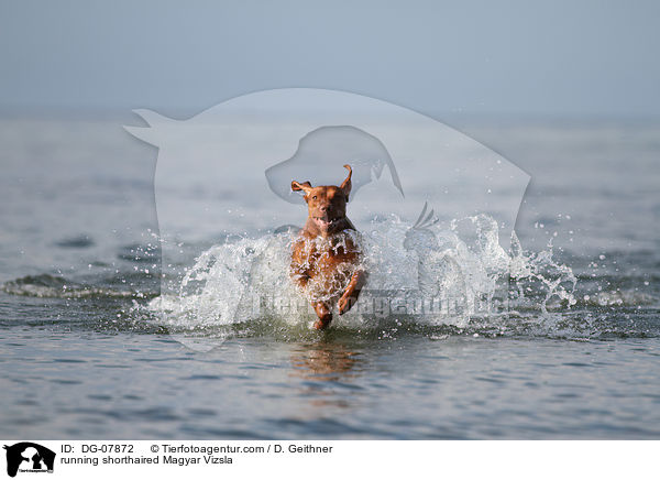 running shorthaired Magyar Vizsla / DG-07872