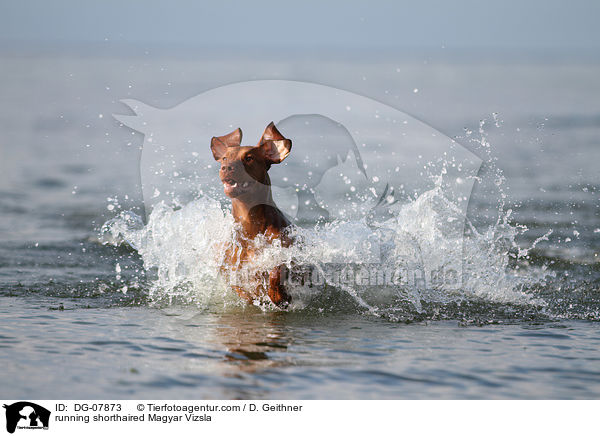 running shorthaired Magyar Vizsla / DG-07873