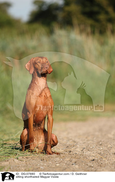 sitzender Kurzhaarvizsla / sitting shorthaired Magyar Vizsla / DG-07880