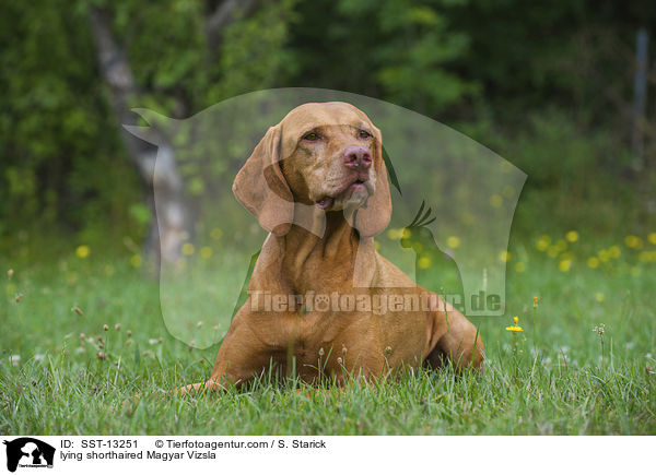 lying shorthaired Magyar Vizsla / SST-13251