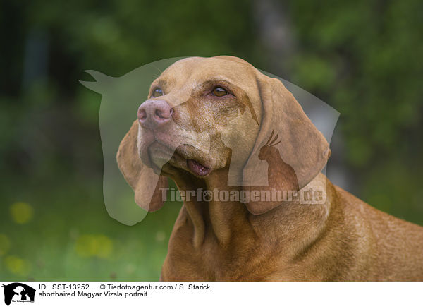 shorthaired Magyar Vizsla portrait / SST-13252