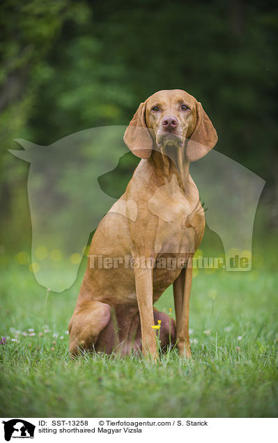 sitting shorthaired Magyar Vizsla / SST-13258