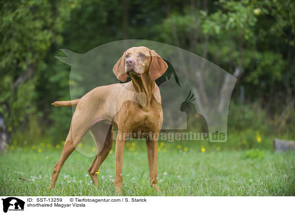 shorthaired Magyar Vizsla / SST-13259