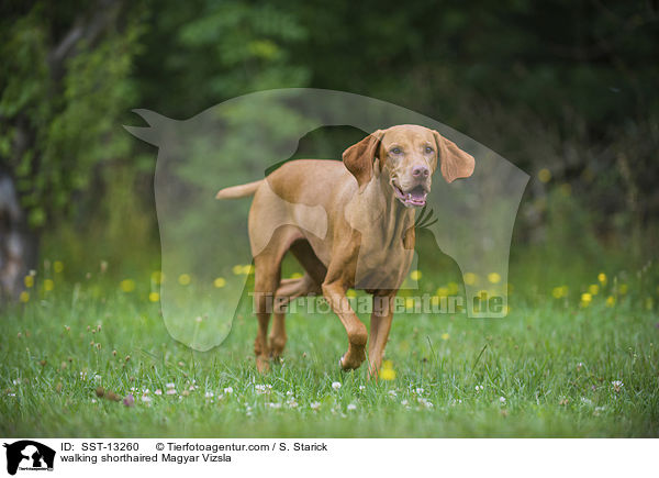 walking shorthaired Magyar Vizsla / SST-13260