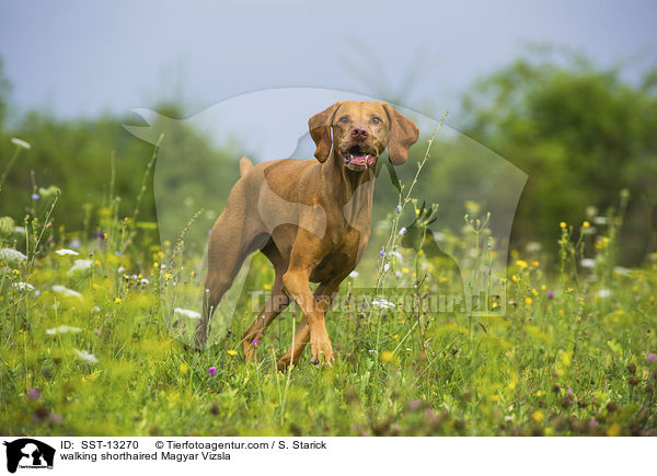 laufender Kurzhaarvizsla / walking shorthaired Magyar Vizsla / SST-13270