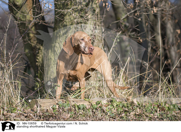 standing shorthaired Magyar Vizsla / NN-10659