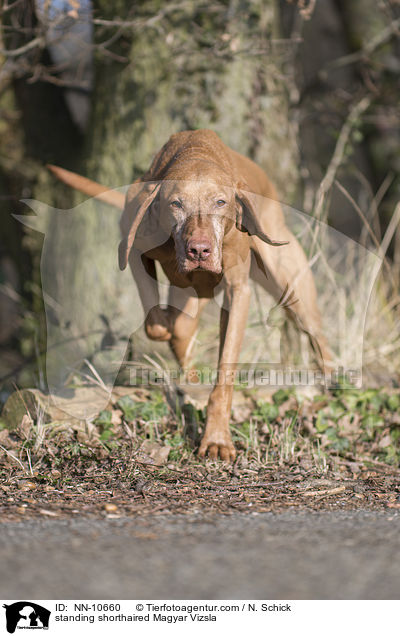 stehender Kurzhaarvizsla / standing shorthaired Magyar Vizsla / NN-10660