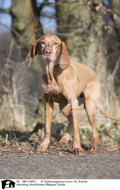 standing shorthaired Magyar Vizsla / NN-10661