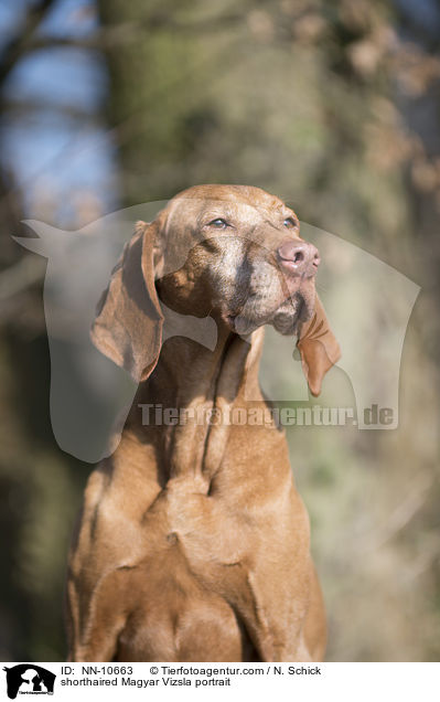 shorthaired Magyar Vizsla portrait / NN-10663