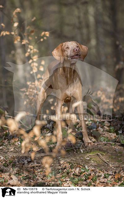 standing shorthaired Magyar Vizsla / NN-10678