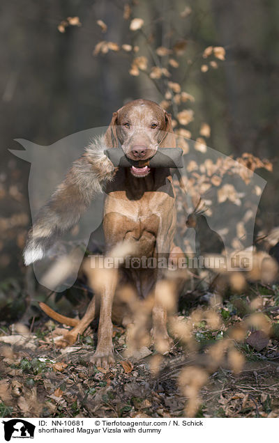 Kurzhaarvizsla mit Dummy / shorthaired Magyar Vizsla with dummy / NN-10681