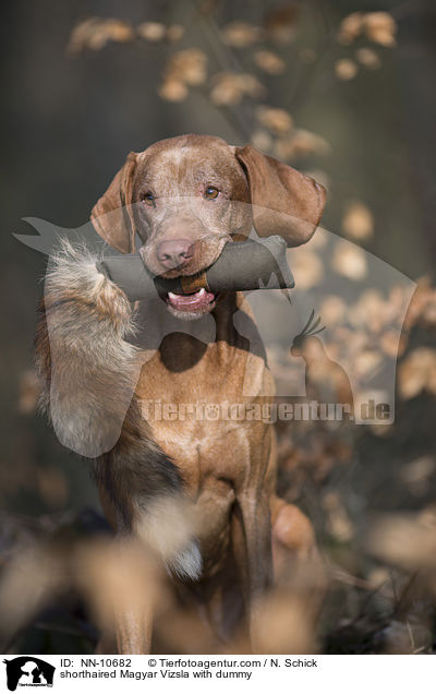 shorthaired Magyar Vizsla with dummy / NN-10682